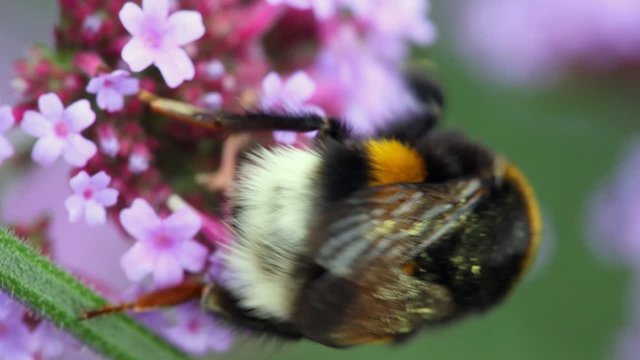 bumblebee creeps to flower