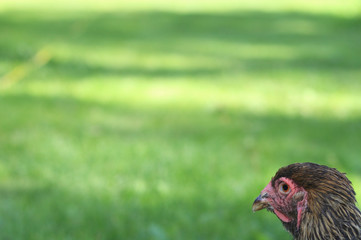 Hen Portrait