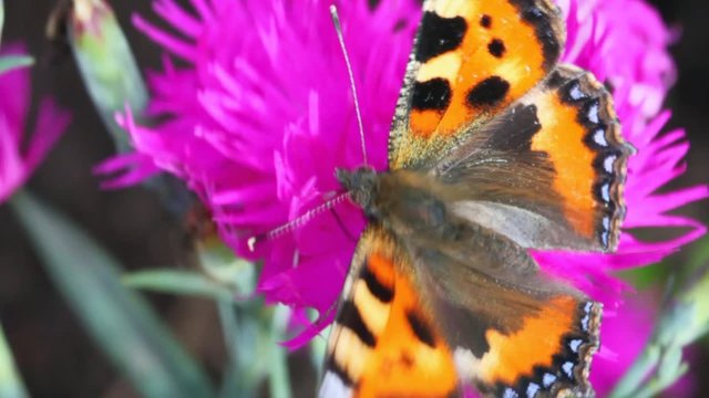 black-orange butterfly creeps on flower