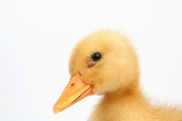 duckling