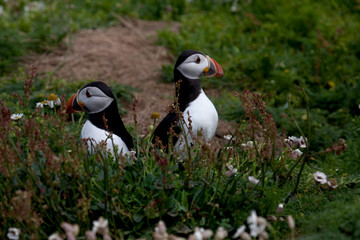 Skomer Island