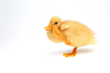 funny small duck ,straching himself