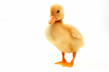 Naklejka premium yellow duck