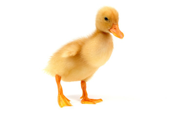 yellow duckling