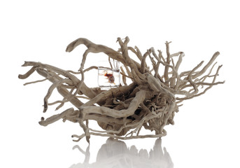 pesce rosso_002