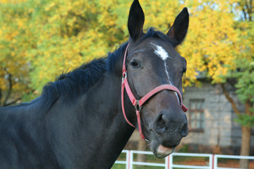 Obraz premium Autumn horse