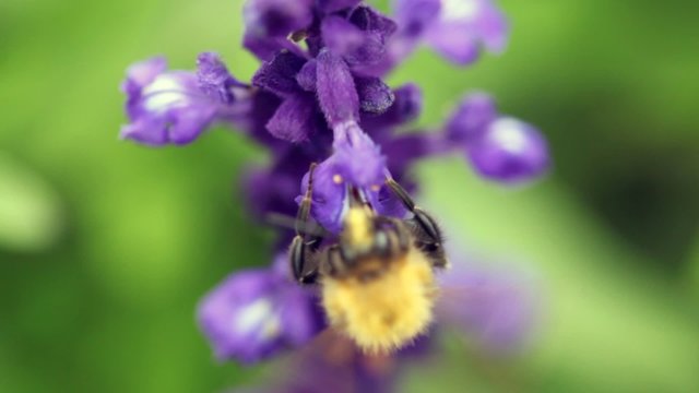 bumblebee flying round flower and pollinating it