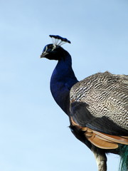 Le paon fait le gu&ecirc;t.