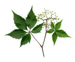 Fototapeta premium A branch of wild grapes with fruit and buds.