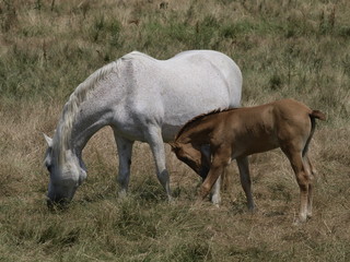 Potrillo y yegua pastando