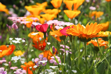 Colourful meadow flowers