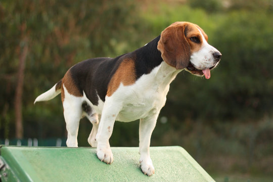 Agility Dog