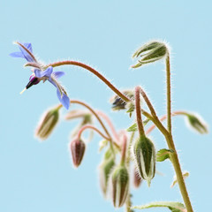 Borage flowers (starflower) blooming on blue background