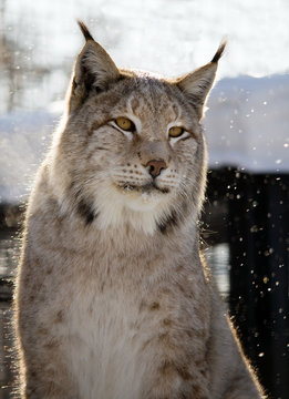 Lynx