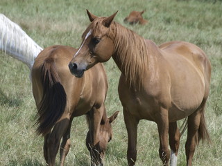 Fototapeta premium Caballos en Fuentesauco (Zamora)