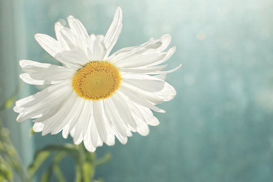 Closeup of blossomed white daisy flower in the morning