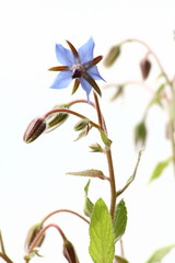 Borage flowers (starflower) with sky in the background