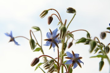 Borage flowers (starflower) with blue sky in the background
