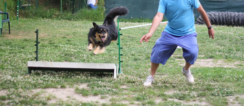 Agility Dog