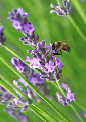 abeille sur lavande'