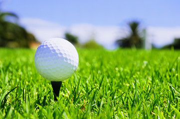 golf ball on the green grass