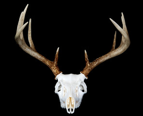 European Deer Mount Head On