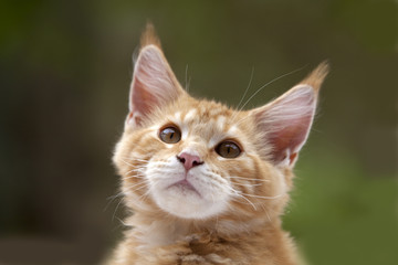 Junge Maine-Coon-Katze