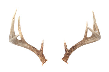 Whitetail Deer Antlers - Powered by Adobe