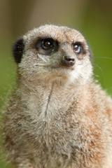 meerkat 8262