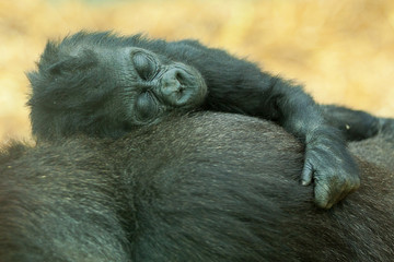 baby gorilla 8019 © rob francis