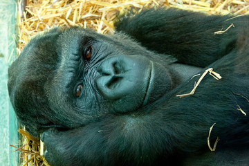 gorilla 2545 © rob francis