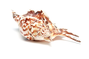 Shell