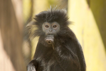 Obraz premium langur 8279