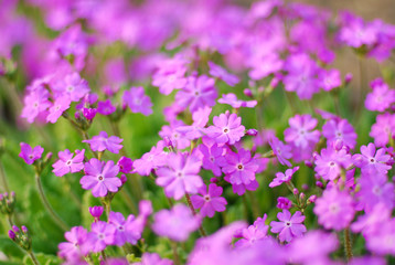 magenta flowers