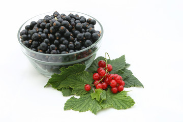 Currant .
