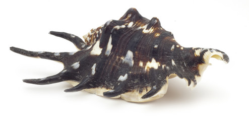 Obraz premium Beautiful shell