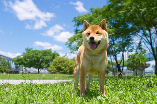 柴犬 japanese dog