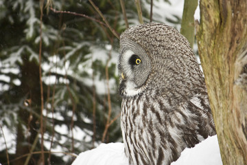 Owl