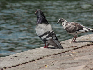 pigeons
