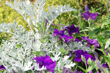 fleurs massifs