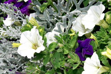 fleurs massifs