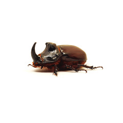 rhino beetle bug