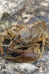 écrevisse à pied blanc