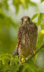 falcon on the tree