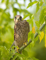 falcon on the tree