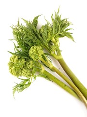 Coscoll (plante sauvage comestible)