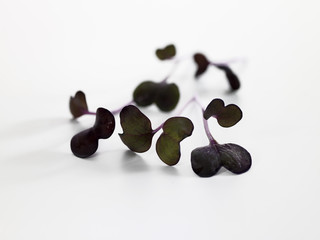 pousses de rave sakura