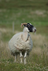 Fototapeta premium PECORA