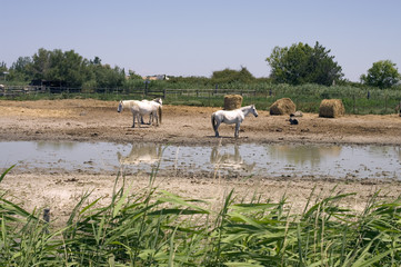 Manade aux Saintes Maries de la mer en Camargue en Provence, France