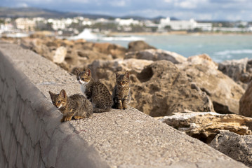Three cats sitting on a conrete fence in the port
